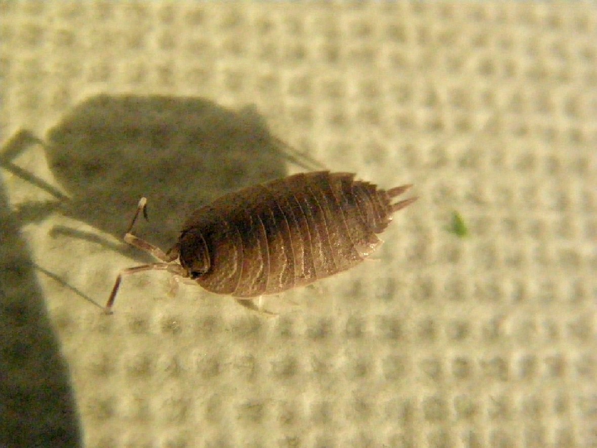 Porcellio sp.